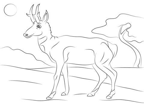 Pronghorn Antilocapra Americana Coloring Page